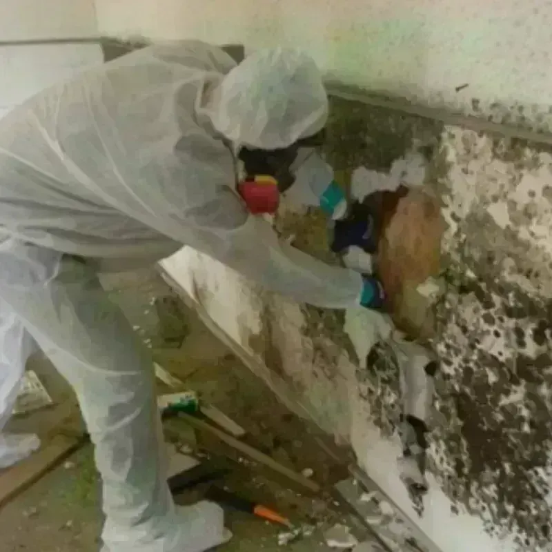 Mold Remediation and Removal in Ojai, CA